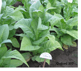 Oxford Tobacco Plant